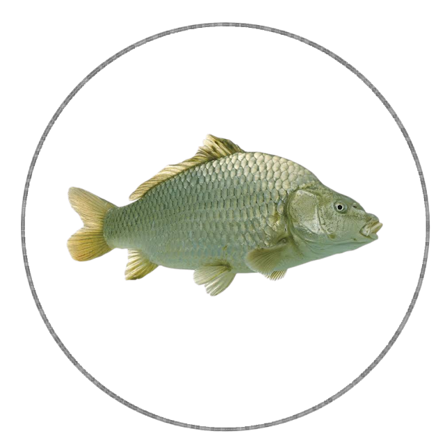 Fish, type of fish,fish type,how many types of Animals and fishes