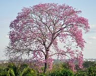 Ipê-roxo.