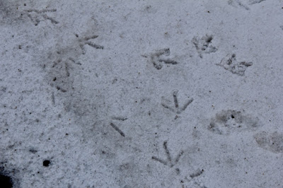 turkey tracks in the snow