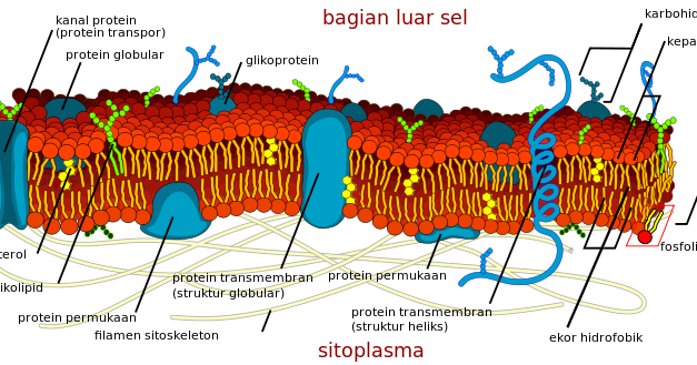  Gambar  Organel Sel Hewan  dan Tumbuhan Aviesta s Blog