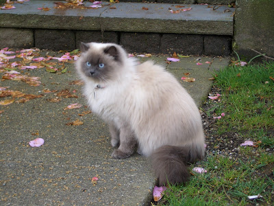 siamese cat information care