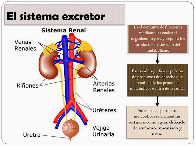 Resultado de imagen de aparato excretor