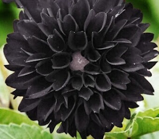 Gambar bunga dahlia