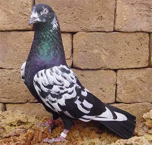 Baska Tumbler Pigeon