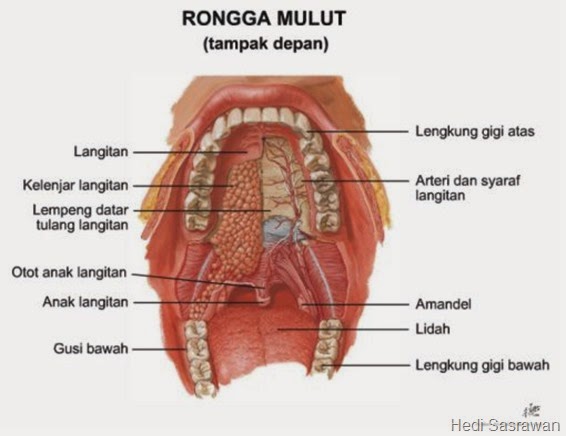 gambar anatomi mulut