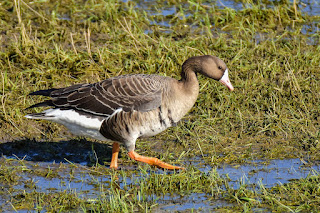 Wildlifefotografie Blässgänse Olaf Kerber