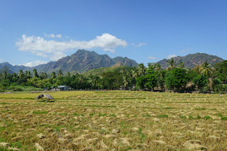 Fields in Oecusse, East Timor land law english translation warren l wright