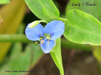 Scurvy weed, Commelina cyanea