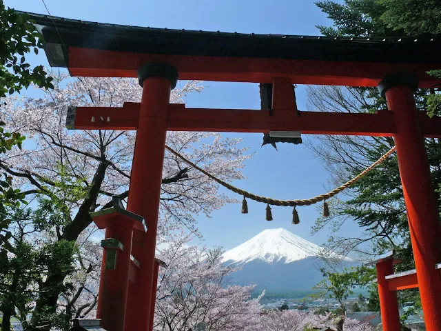 新倉山浅間公園　鳥居　富士山　桜