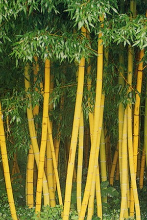 jual tanaman hias jual bambu kuning panda bambu jepang  