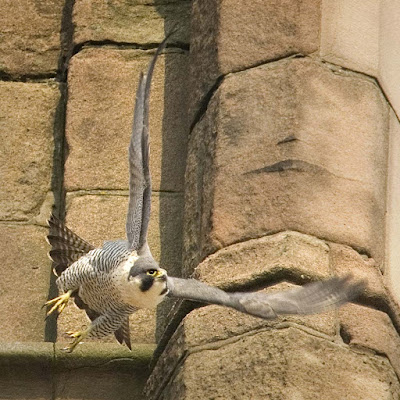 Adult female peregrine. Photo: G Whitmore.