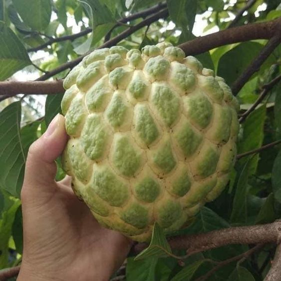 bibit buah buahan srikaya australia cepat berbuah manado Jakarta Utara