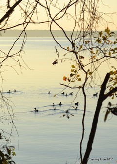 Ducks at the lake