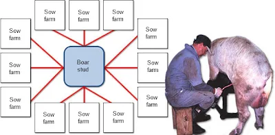 Sơ đồ phân bố chuồng heo nọc trong trại.