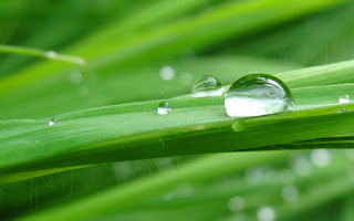 Amazing-Raindrops-Widescreen-Wallpapers