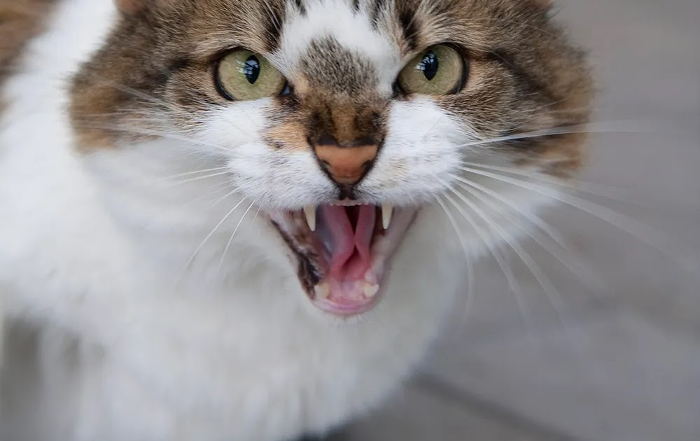 Why are some cats so territorial and aggressive?