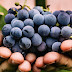 Descomplicando o Vinho - as Uvas