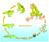 Метаморфоза кај жаба (Rana sp.)