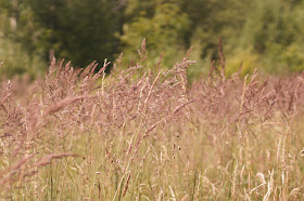 Norfolk nature paradise