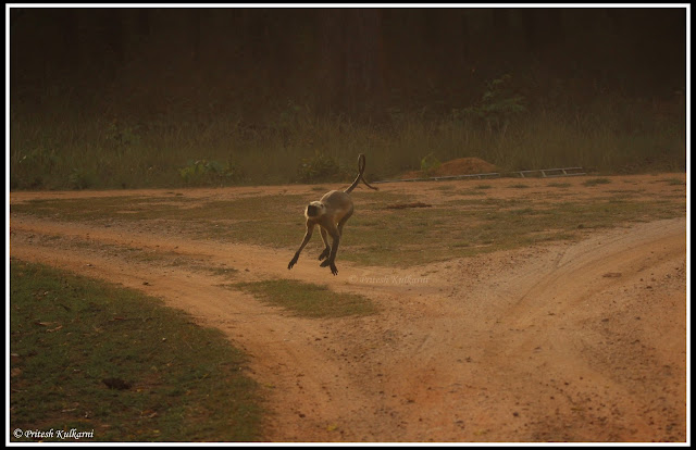 Run for your Life...Kanha National Park