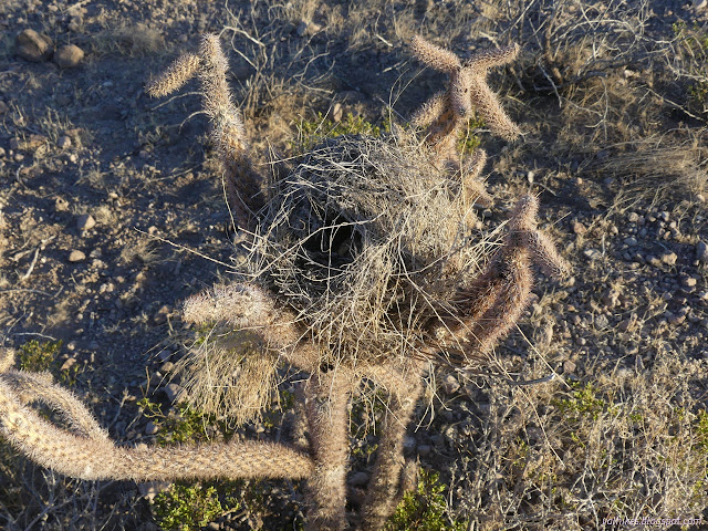 05: wren nest?