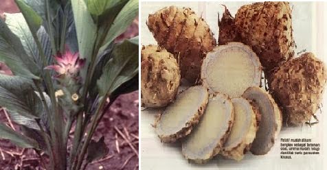 Herba & Tumbuhan: KUNYIT BUKAN SEKADAR RAMUAN UNTUK MASAKAN