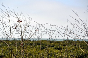 DSC_0255 (2)