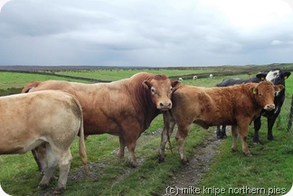 cattle