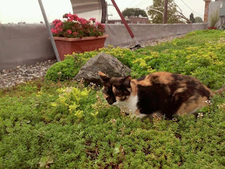 Shop Cat Poly on the Green Roof at Stein Your Florist Co.