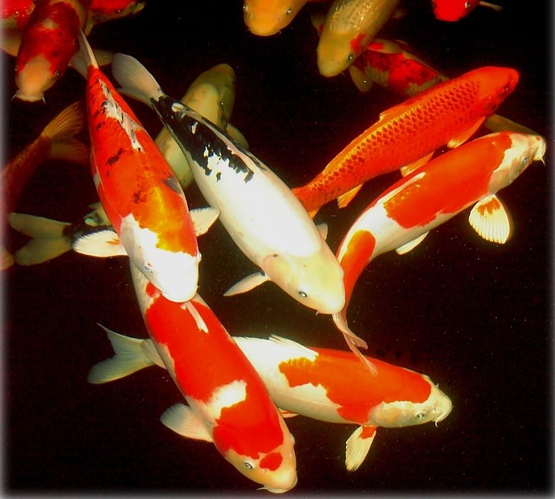 Japanese Colorful Koi Fish