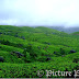 Terraced Tea Gardens, Munnar