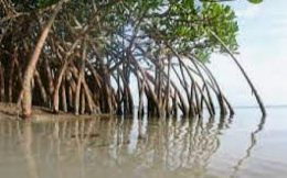 Potensi mangrove di Sulsel rusak,DKP Lansir 49,6%