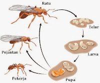 Belajar dari Kepemimpinan Semut