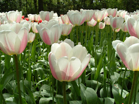 hinh nen hoa tulip , y nghia hoa tulip , hoa tulip dep , giá hoa tulip