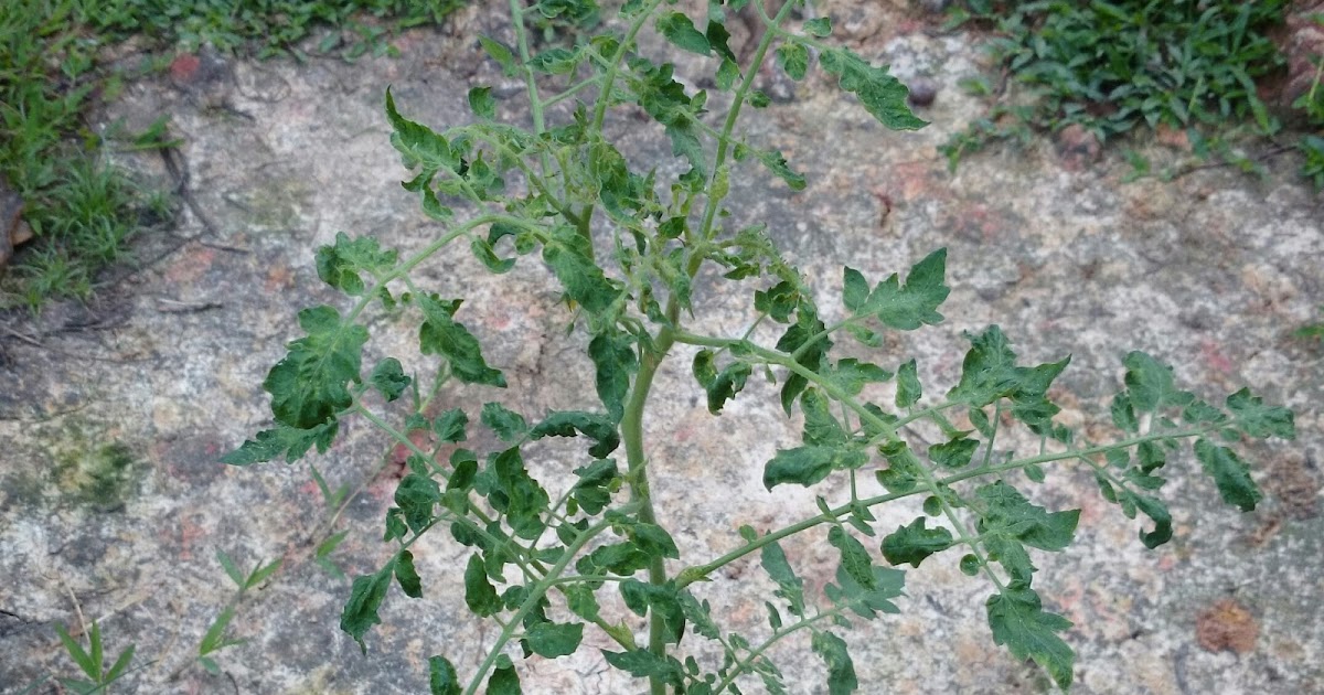 MERAWAT POKOK TOMATO BERPENYAKIT (DAUN KERINTING) ~ Kebun 