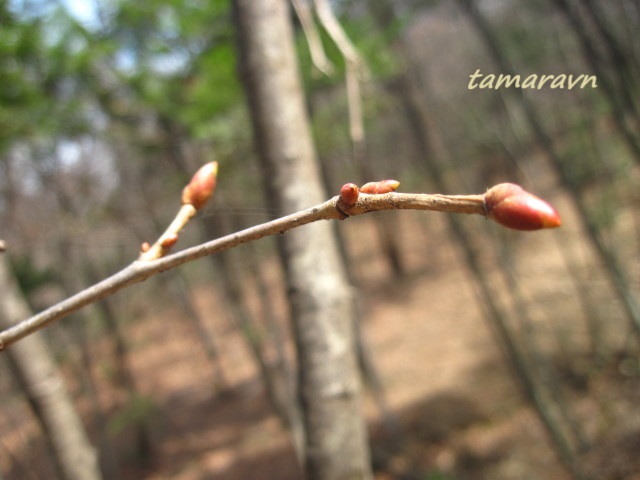 Липа амурская (Tilia amurensis)