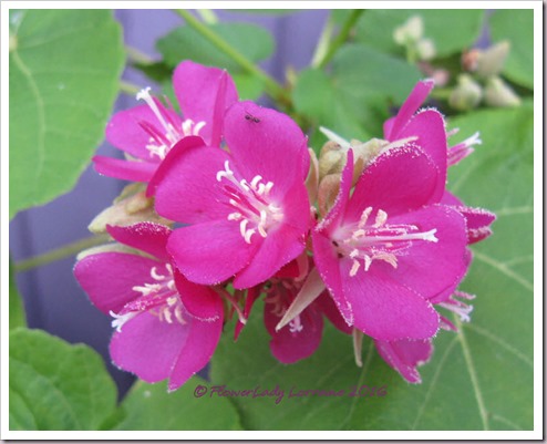12-09-tropical-hydrangea2