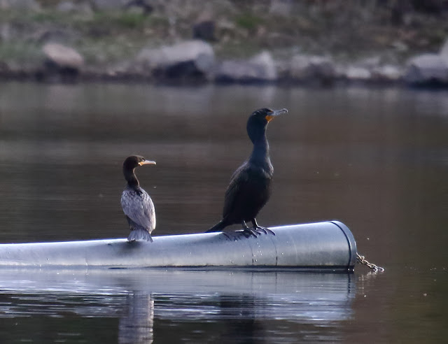 Adult Neotropic Cormorant among Double-crested Cormorants