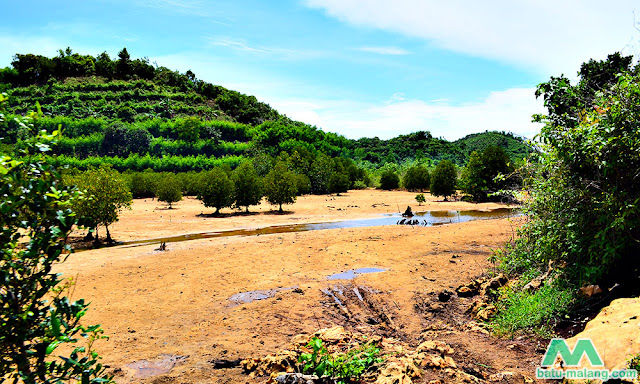 konservasi mangrove di clungup - wisata pantai malang selatan