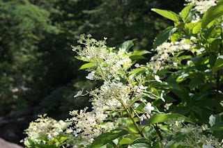 ノリウツギ・屋久島の植物