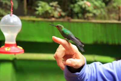 Colibri en Selvatura Park