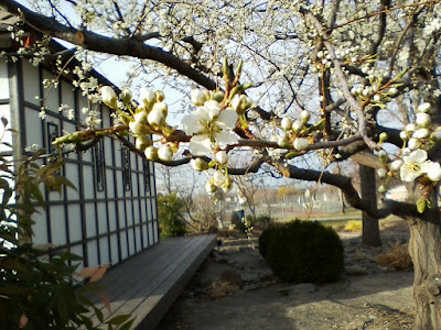 Tree with white blossoms, and paneled building nearby.