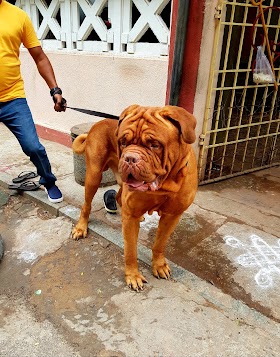 French mastiff