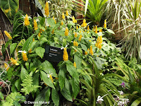 Lollipops or Golden shrimp plant - Auckland Domain Conservatory, Auckland, New Zealand