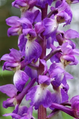 Mannetjesorchis - - Orchis mascula