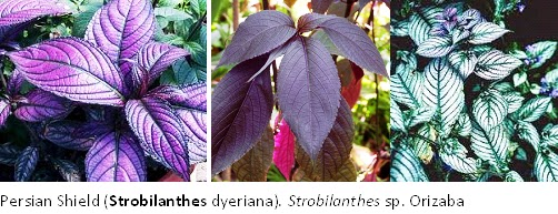 Herba & Tumbuhan: PECAH BELING (Strobilanthes crispus 