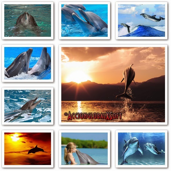 Wallpapers delfines HD