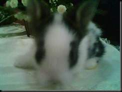 Arnab 18.2.2011 021