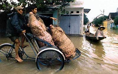 Vietnam, Transportation, Bicycle, Motorcyle, Tricycle, Hogs