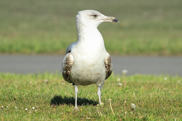 Herring Gull